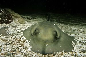 Images Dated 20th August 2011: Stingray