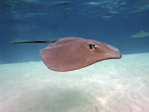 STINGRAY - These large soft rays live on sand in the Moorea lagoon. They have become a tourist attraction STINGRAY - These large soft rays live on sand in the Moorea lagoon. They have become a tourist attraction