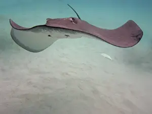 Stingray - These large soft rays live on sand in the Moorea lagoon. They have become a tourist attraction. Moorea, French Polynesia