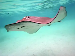 Stingray - These large soft rays live on sand in the Moorea lagoon. They have become a tourist attraction. Moorea, French Polynesia