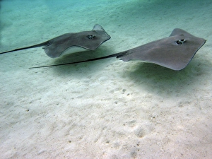 STINGRAYS - These large soft rays live on sand in the Moorea lagoon STINGRAYS - These large soft rays live on sand in the Moorea lagoon