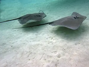 Lagoon Prints: Stingrays - These large soft rays live on sand in the Moorea lagoon
