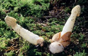 Genitalia Prints: Stinkhorn Fungi