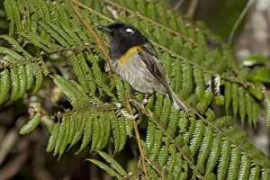 Images Dated 2nd October 2010: Stitchbird / Hihi - male - Tiritiri Matangi Island, Hauraki Gulf, New Zealand