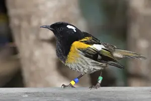 Stitchbird / Hihi - male - Tiritiri Matangi Island - Hauraki Gulf - New Zealand