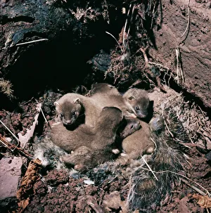 Images Dated 17th March 2006: Stoat - 5 weeks old young in lair