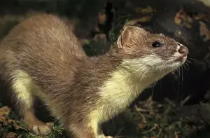 Belgium Prints: Stoat Belgium