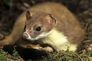 Stoat Belgium