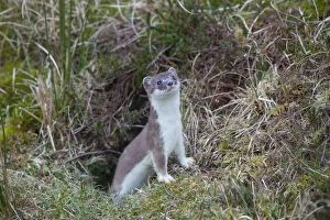 Stoats Gallery: Stoat / Ermine - adult animal - Germany