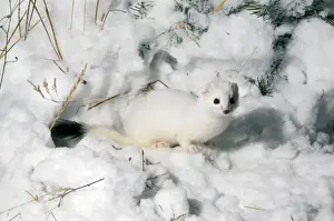 Stoat / Ermine / Short-tailed weasel - in snow - The stoat is known as Ermine during the winter when it has a white winter coat - Common throughout UK and Ireland - northern temperate parts of Eurasia and North America
