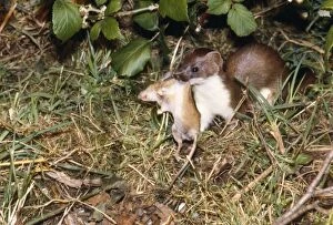 Stoats Gallery: Stoat - with wood mouse