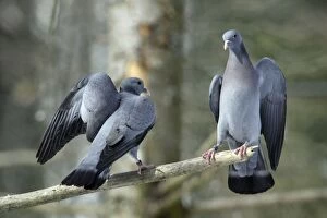 Images Dated 28th February 2006: Stock Dove - 2 rival males fighting during breeding season Bavaria, Germany