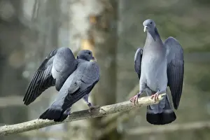 Stock Dove - 2 rival males fighting during breeding season Bavaria, Germany