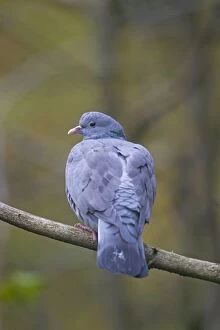 Stock Dove adult perched on twig