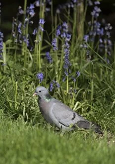 Doves Gallery: Stock Dove with Bluebells