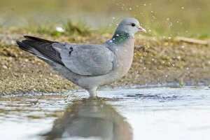 Doves Gallery: Stock Dove drinking from pool