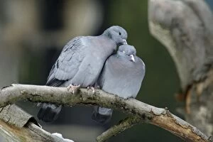 Images Dated 28th February 2006: Stock Dove - male and female preening each other, courtship display Bavaria, Germany