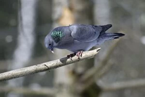 Images Dated 28th February 2006: Stock Dove - male sitting on branch crooning, in snow, coutship display Bavaria, Germany