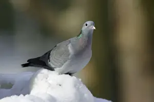 Stock Dove - siiting on ground in snow, winter Bavaria, Germany