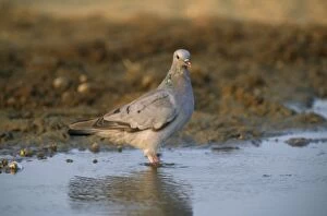 Doves Gallery: STOCK DOVE - STANDING IN WATER