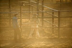 Branding Gallery: Stockman and stockwoman with cow in pen.drafting