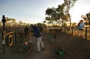 Images Dated 15th September 2004: Stockmen branding a steer.Brands are burnt into