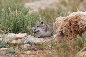 Images Dated 28th August 2006: Stoliczka's Mountain Vole - collecting hair from pelt of Argali