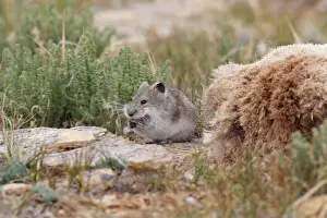 Nest Material Prints: Stoliczka's Mountain Vole - collecting hair from pelt of Argali