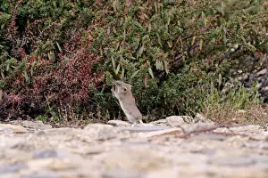 Indians Prints: Stoliczka's Mountain Vole, stretching for Caragana seeds. Ladakh Changthang, India