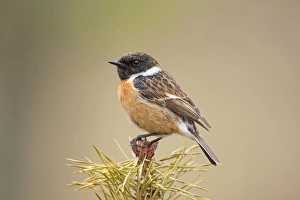 Stonchat - male perched on top of a young conifer tree - May Stonchat - male perched on top of a young conifer tree - May