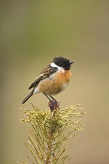 UK Wildlife Collection: Stonchat - male perched on top of a young conifer tree - May - Cannock Chase - Staffordshire