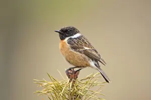 Cannock Chase Prints: Stonchat - male perched on top of a young conifer tree - May - Cannock Chase - Staffordshire - England