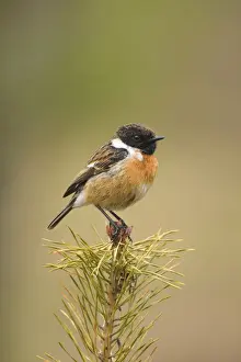Watching Prints: Stonchat - male perched on top of a young conifer tree - May - Cannock Chase - Staffordshire - England