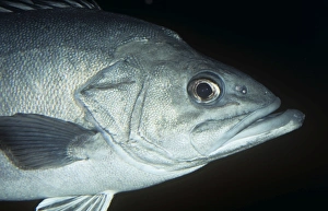 Images Dated 26th August 2008: Stone Bass / Wreckfish Mediterranean & Atlantic