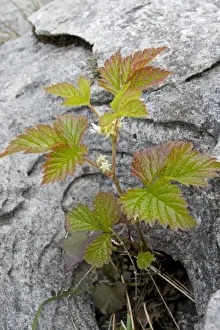 Bramble Prints: Stone Bramble - in limestone pavement, the Burren, Eire