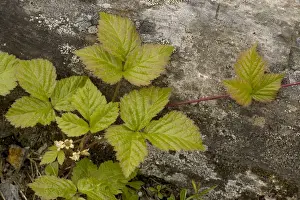 Bramble Prints: Stone bramble (Rubus saxatilis)