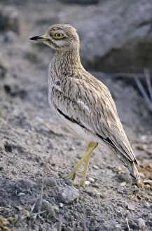 Images Dated 27th June 2005: Stone Curlew