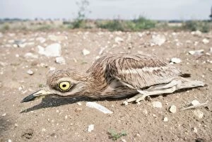 STONE-CURLEW - chick crouching in field