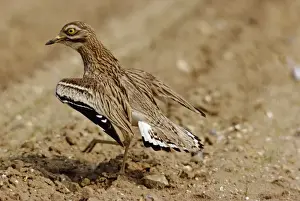 Curlews Prints: Stone Curlew CK 450 Displaying Burhinus oedicnemus © C. R. Knights / ardea. com