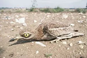 Curlews Prints: Stone Curlew CK 678 Burhinus oedicnemus © C R Knights ARDEA LONDON
