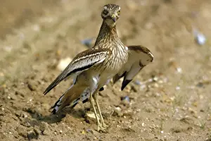Curlews Prints: Stone Curlew - display