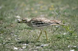 Curlews Prints: Stone Curlew - France