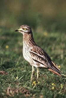 STONE-CURLEW - in grass, side view