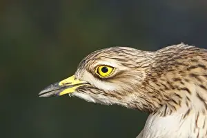Curlews Prints: Stone-curlew - Le Parc Ornithologique du Teich - Arcachon - Bassin d'Arcachon - Gironde - France