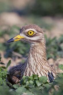 Images Dated 24th May 2012: Stone Curlew - at nest