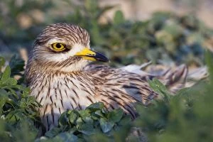 Images Dated 24th May 2012: Stone Curlew - at nest