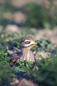 Images Dated 24th May 2012: Stone Curlew - at nest - Spain