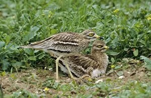 Images Dated 10th August 2007: Stone Curlew - pair & chick