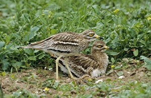 Images Dated 10th August 2007: Stone Curlew - pair & chick