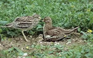 Curlews Prints: Stone Curlew pair & chick CK 3805 © Chris Knights ARDEA LONDON